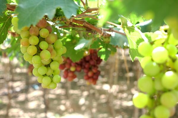  Tham quan những vườn nho bạt ng&agrave;n